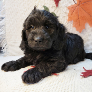 Goldendoodle Puppy Hutch