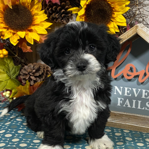 Cavapoo Puppy Daisy