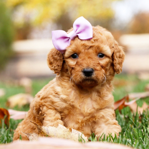 Goldendoodle Puppy Bethany