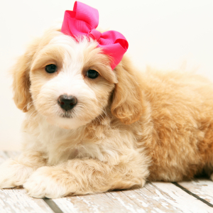 Maltipoo Puppy Serenity