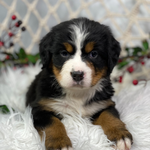 Bernese Mountain Dog Puppy Luna