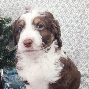 Aussiedoodle Puppy Brody