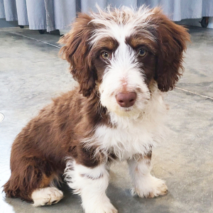 Aussiedoodle Puppy Brody