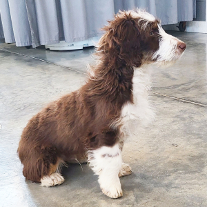 Aussiedoodle Puppy Brody