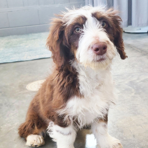 Aussiedoodle Puppy Brody