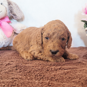 Goldendoodle Puppy Scooby