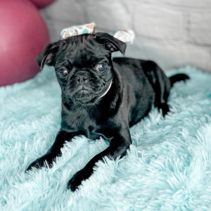 Pug Puppy Anastasia