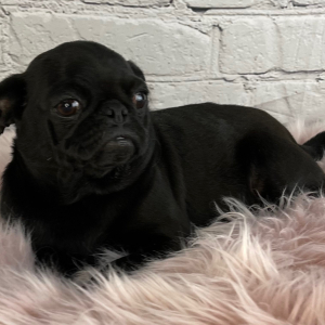 Pug Puppy Anastasia