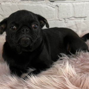 Pug Puppy Anastasia