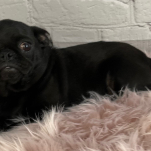 Pug Puppy Anastasia
