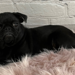 Pug Puppy Anastasia