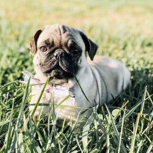 Pug Puppy Harry