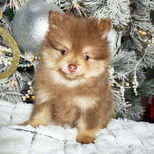 Pomeranian Puppy Liam