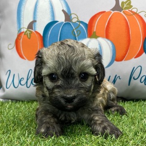 Havanese Puppy Adam