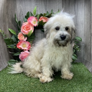 Havanese Puppy Adam