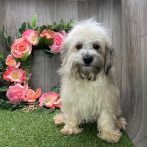 Havanese Puppy Adam