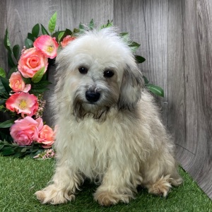Havanese Puppy Adam