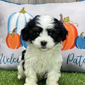 Havanese Puppy Liam