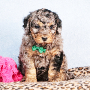 Bernedoodle Puppy Dallas