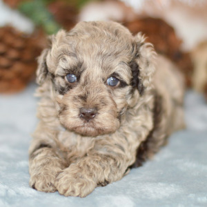 Poodle Puppy Pax