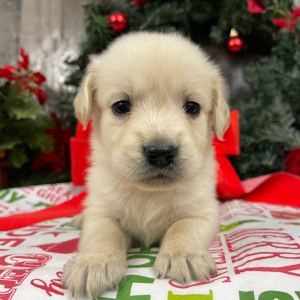 Golden Retriever Puppy Janell