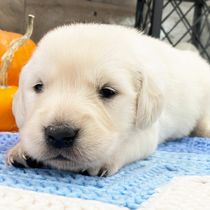 Golden Retriever Puppy Nelson