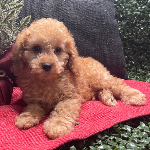 Cockapoo Puppy Bosco