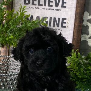 Havapoo Puppy Beaver