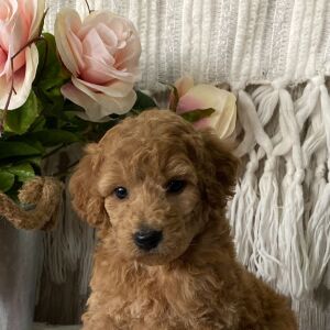 Goldendoodle Puppy Jadie