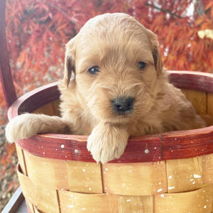 Goldendoodle Puppy Lacey