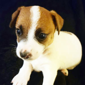 Jack Russell Terrier Puppy Calie