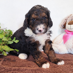 Bernedoodle Puppy Miss Bella