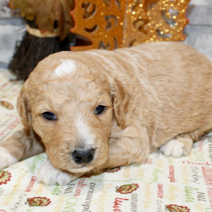 Goldendoodle Puppy Triton