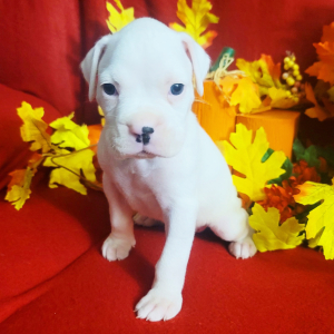 Boxer Puppy Powder