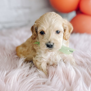 Cockapoo Puppy Sutton