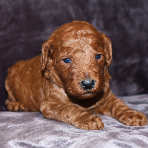 Goldendoodle Puppy Bart