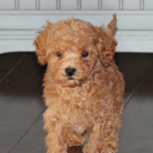 Poodle Puppy Peanut