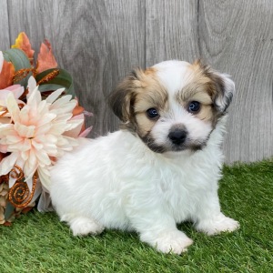 Havanese Puppy Bentley