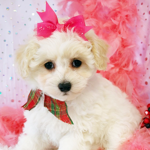 Maltipoo Puppy Bubbles
