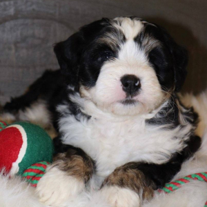 Bernedoodle Puppy Wanita