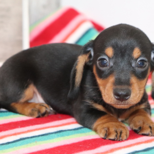 Dachshund Puppy Ollie