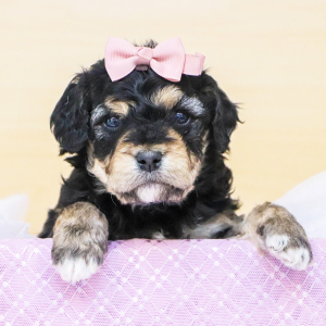 Bernedoodle Puppy Abby