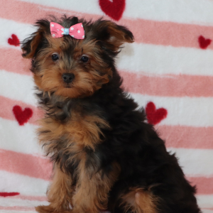 Yorkiepoo Puppy Lacey