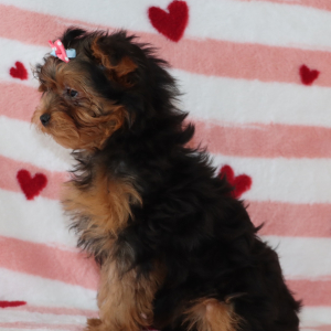 Yorkiepoo Puppy Lacey