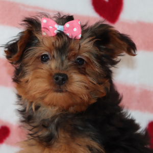 Yorkiepoo Puppy Lacey