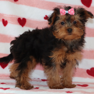 Yorkiepoo Puppy Lacey