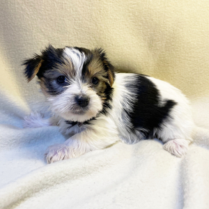 Yorkshire Terrier Puppy Jimmy