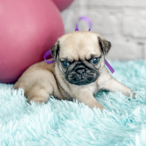 Pug Puppy Christy