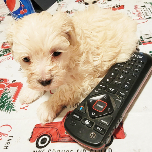 Havapoo Puppy Chuckie