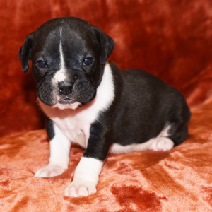 Boxer Puppy Burt